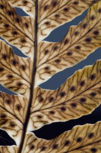 Fern Medium_13.25x20