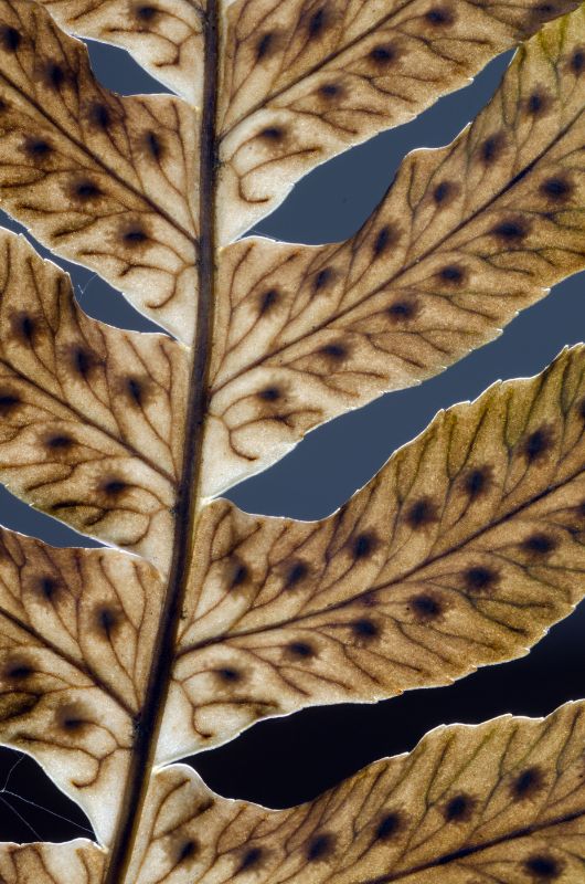 Fern Medium_13.25x20