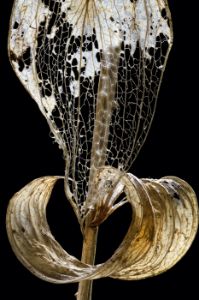 Translucent Leaf_13x19.5