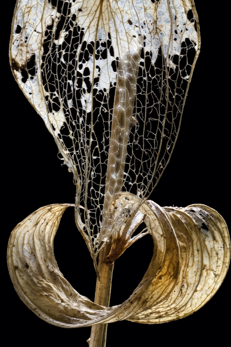 Translucent Leaf_13x19.5