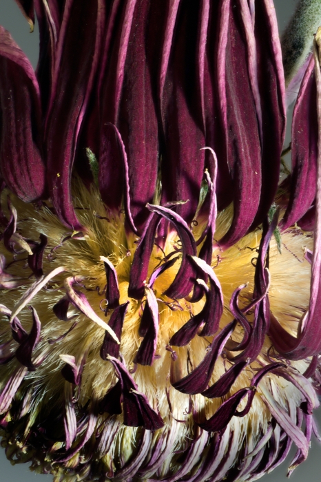 Beethoven's Birthday Mum_15x22.5