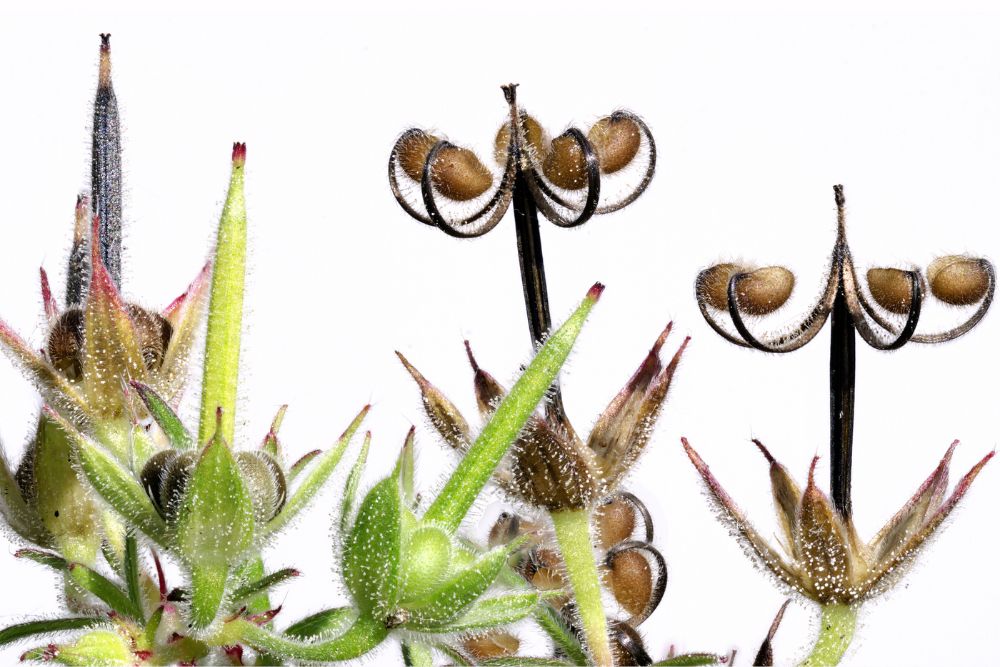 Driveway Geranium_18x12