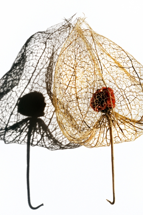 Lantern Seeing Itself in Shadow_13x19.5