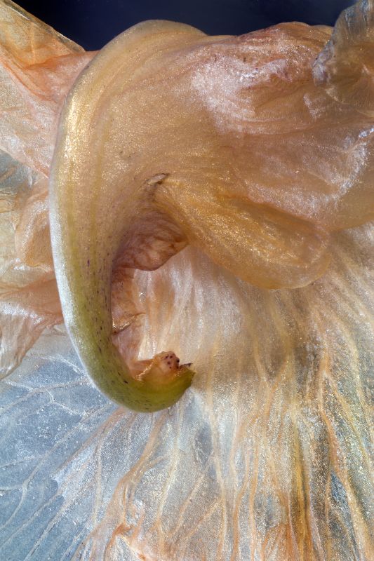 Salmon Wilted Iris Petal_12x18