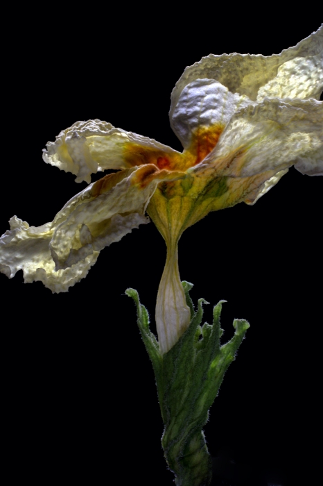 Wilted White Primrose_12x18