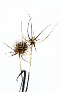 Triple Thistle Stems_13x19.5