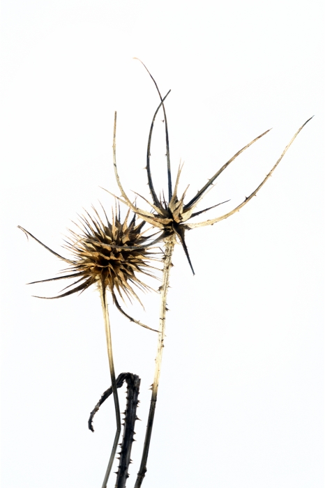 Triple Thistle Stems_13x19.5