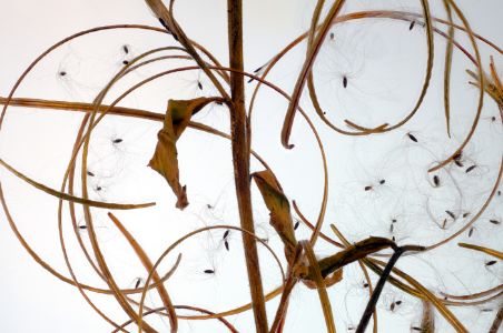 Pig Weed Chaos_20x13.25