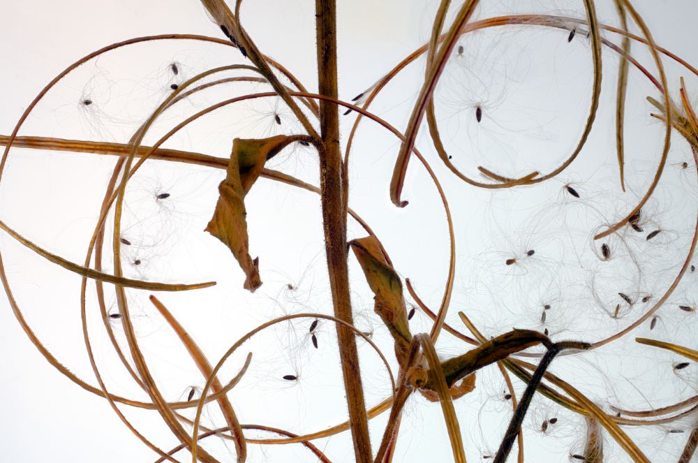 Pig Weed Chaos_20x13.25