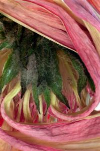 Pink Wilted Mum_15x22.5