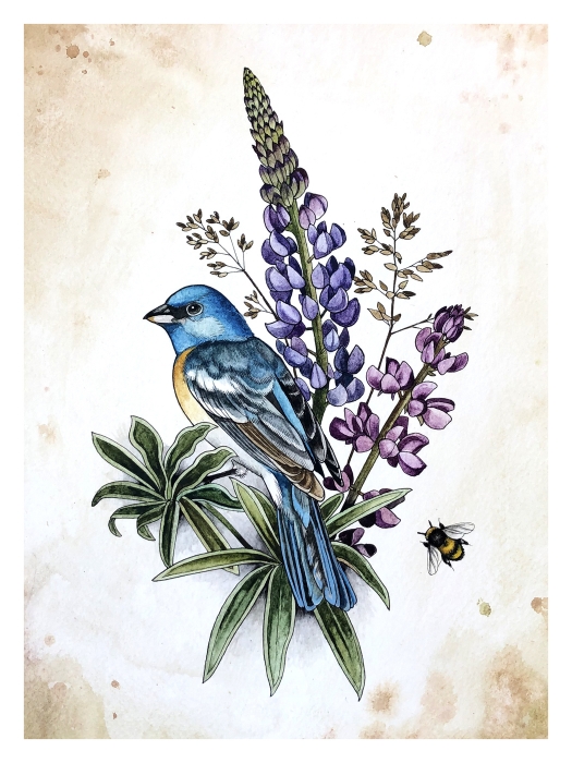 Lazulie Bunting with lupine