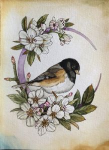 Junco2