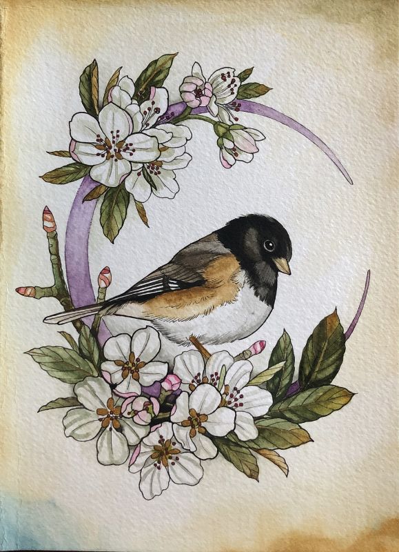 Junco2