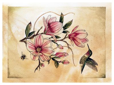 hummingbird magnolinoa