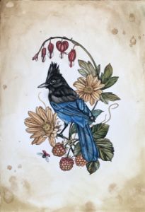 Steller's jay.jpg.