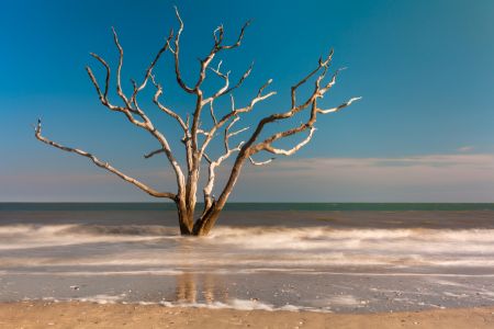 scbbskeltreewaves4-kdf