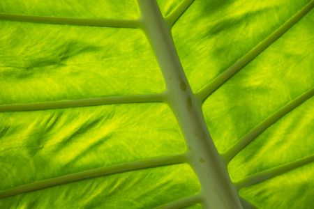 tropicalleafback1-kdf