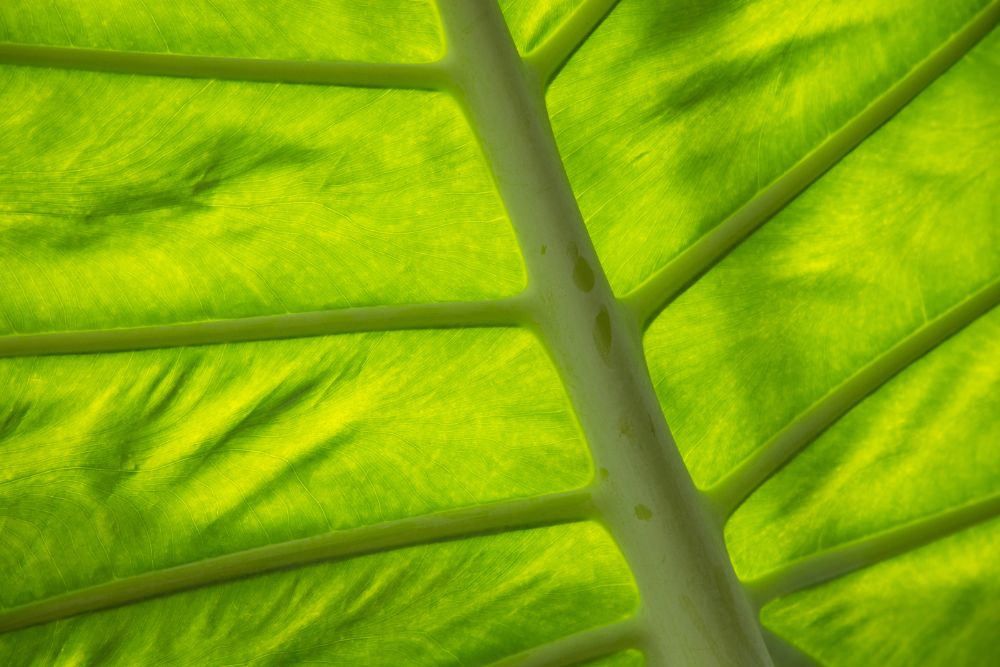 tropicalleafback1-kdf