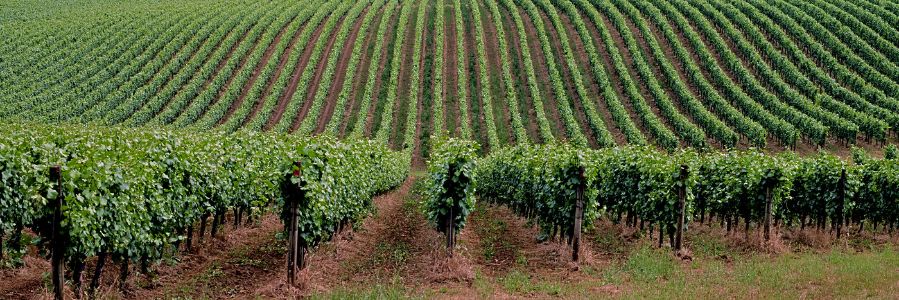 vineyardnumber12owd-2018