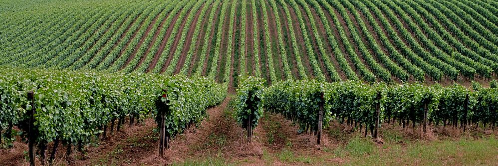 vineyardnumber12owd-2018