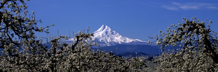 Pear Orchard Mt Hood