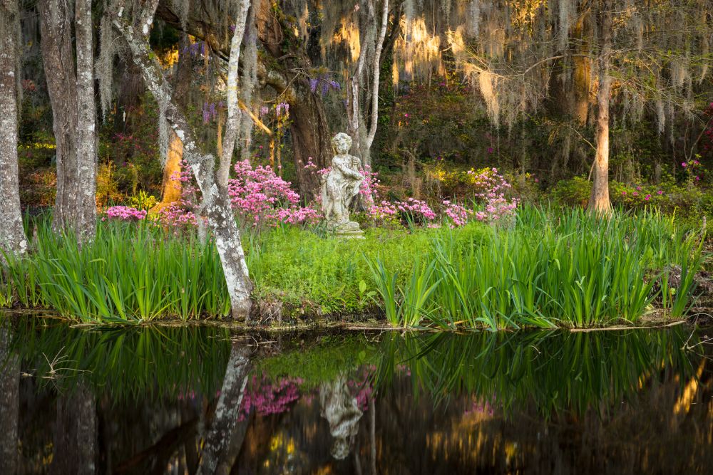 scmagnoliacherubreflect-kdf