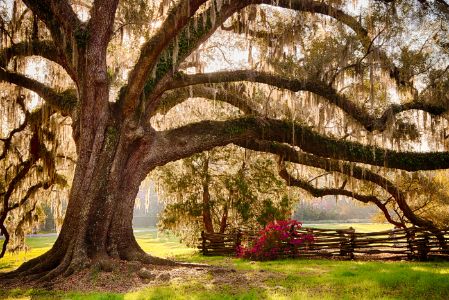 scmagnolialiveoak_HDR-kdf