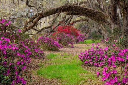 scmpoakazaleatunnel-kdf