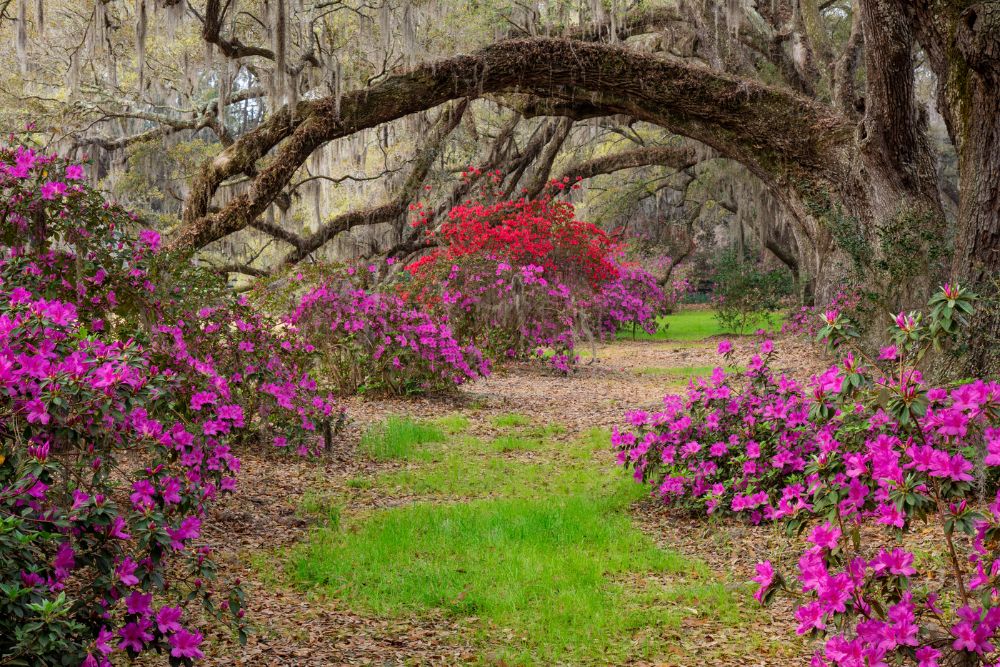 scmpoakazaleatunnel-kdf