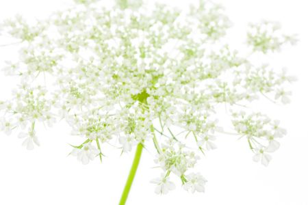 hkwhitelace-horiz-kdf