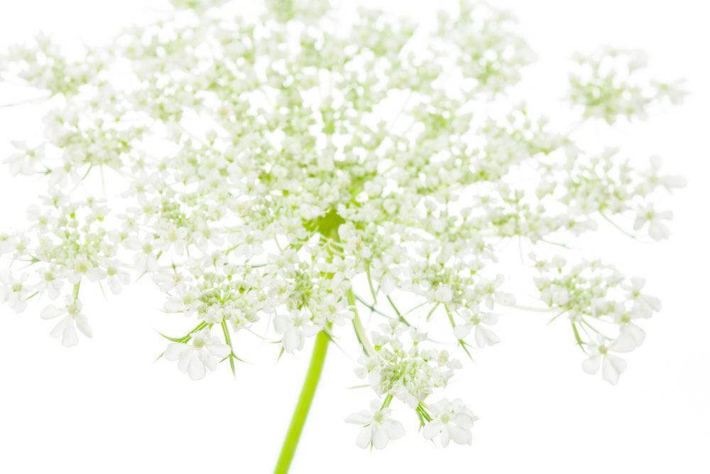 hkwhitelace-horiz-kdf