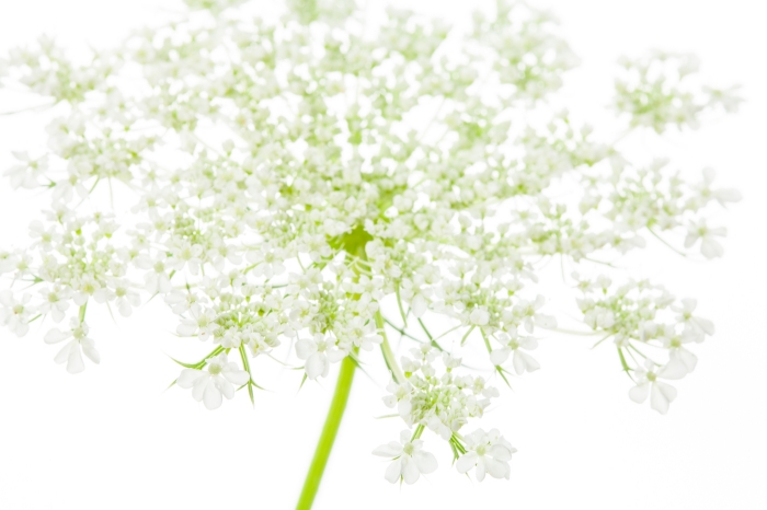 hkwhitelace-horiz-kdf