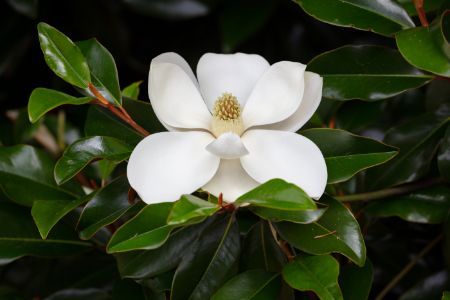 southernmagnolia-1-kdf