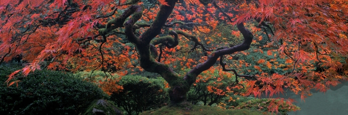Japanese Maple Red