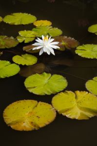 whitewaterlily1-vert-kdf