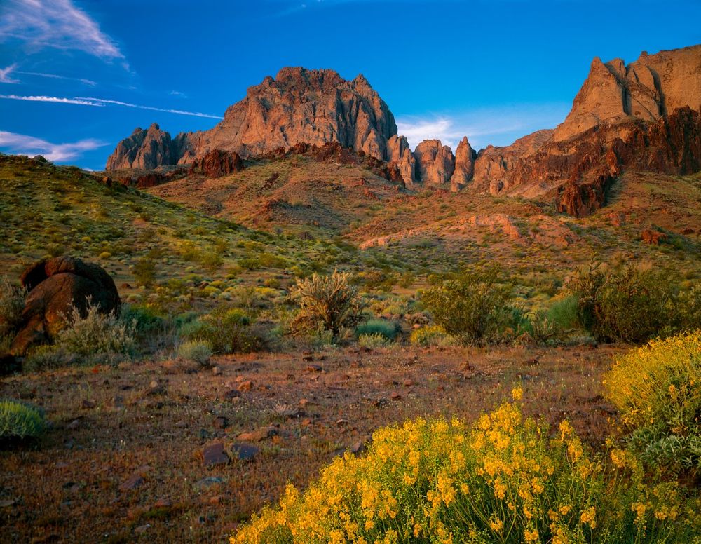 BLOOMING DESERT CASSIA AND RED ROCK CLIFFS SOUTH MOJAVE DESERT A