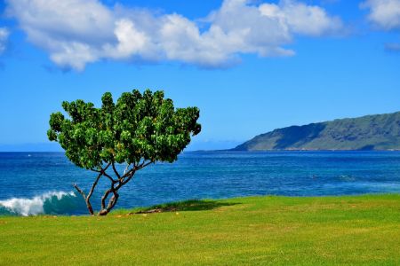 Tree Standing On Green Meadow Over The Blue Ocean