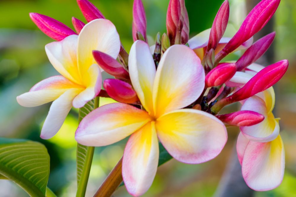 Pink and Yellow Plumeira Blossoms