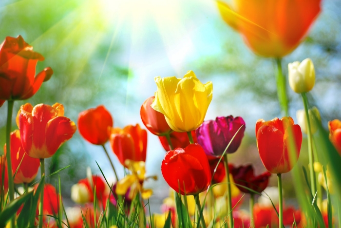 Beautiful tulips