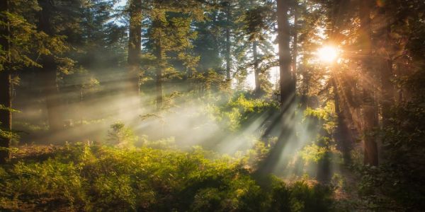 Sunlight streaming through trees, San Bernardino National Forest