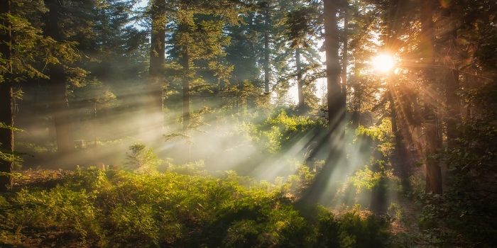 Sunlight streaming through trees, San Bernardino National Forest