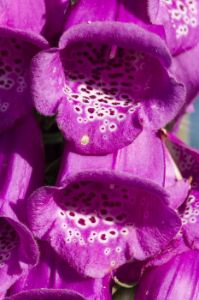 Close up of purple foxglove flowers