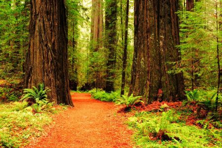 Hiking Trail in Muir Woods