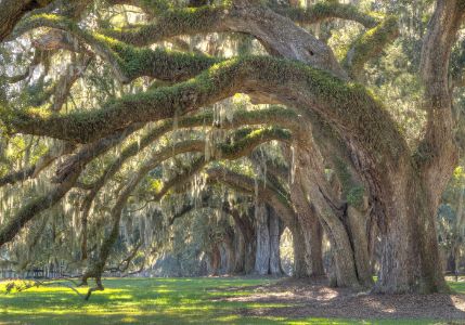 Live Oak Tree