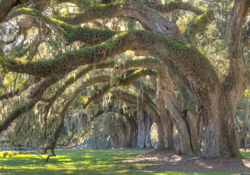 Live Oak Tree