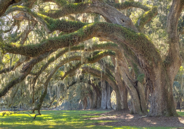 Live Oak Tree