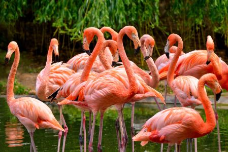 Group of Flamingos