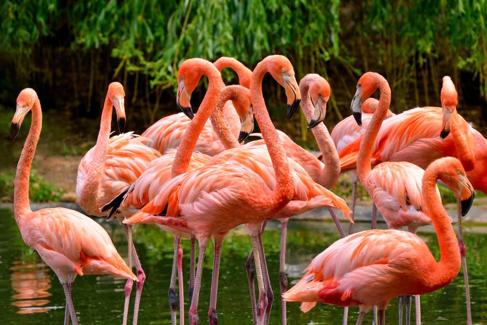 Group of Flamingos