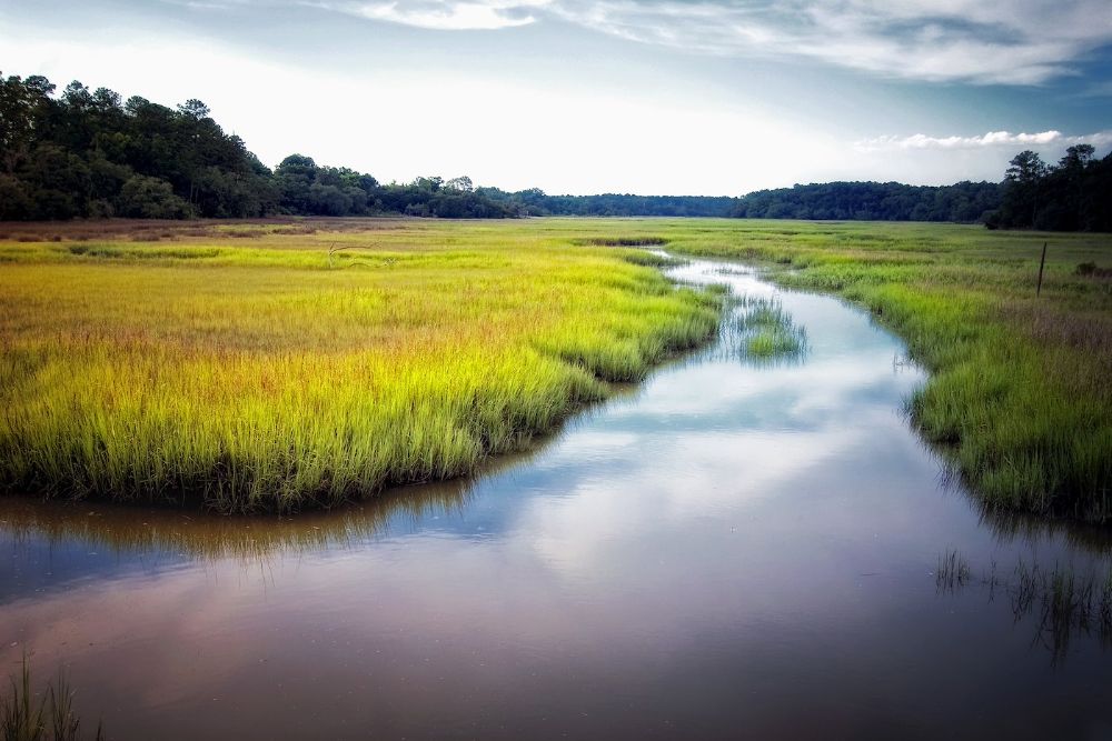 River and grass 