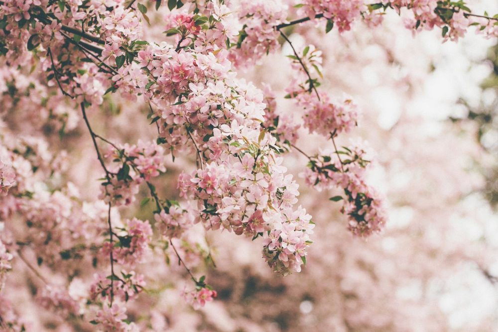 Cherry blossoms in full bloom